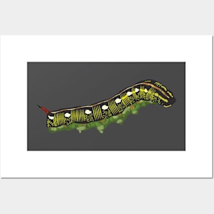 Striped Hark-moth caterpillar Posters and Art